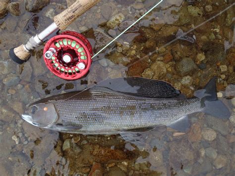 Alaska Arctic Grayling Fly Fishing Trips No See Um Lodge