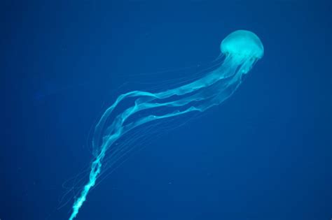 11 Most Venomous Marine Animals