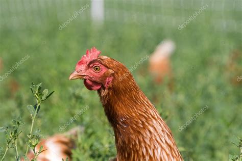 Red Sex Link Chickens Stock Photo By EEI Tony 80643350