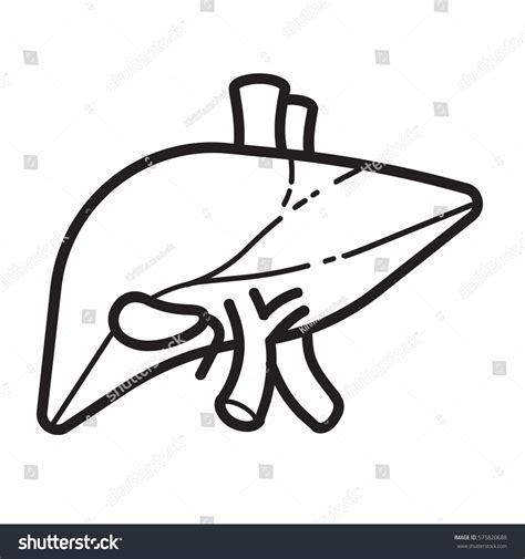 Liver Line Vector Icon Set Human Stock Vector Royalty Free 575820688 Shutterstock