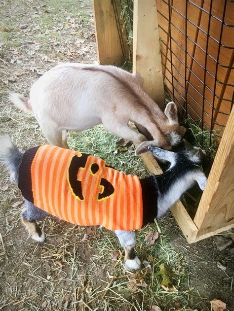 Our Pygmy And Nigerian Dwarf Goat Are Enjoying Their New Outdoor Hay Feeder Nigerian Dwarf