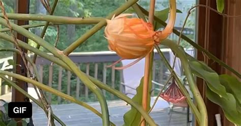 Epiphyllum Oxypetalum Aka Queen Of The Night Plant Blooms Only Open