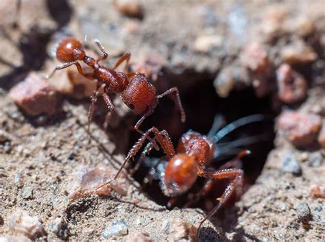 Harvester Ants In Phoenix Metro Identification And Treatment