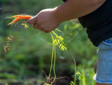 Even without a garden, you can get farm-fresh produce in Indianapolis