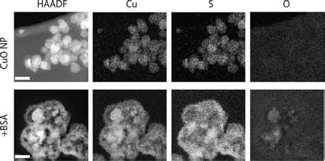 STEM HAADF Left Micrographs And EDX Elemental Distribution Maps