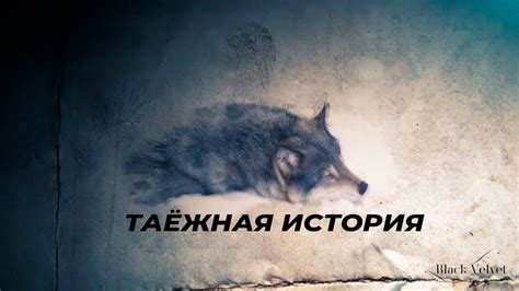 Таёжная история | Читает автор: Владимир Гал - YouTube