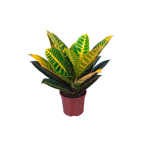 Домашний цветок кротон (150 фото) - фото - картинки и рисунки: скачать ...