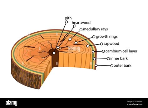 Cross Section Of Woody Dicot Stem