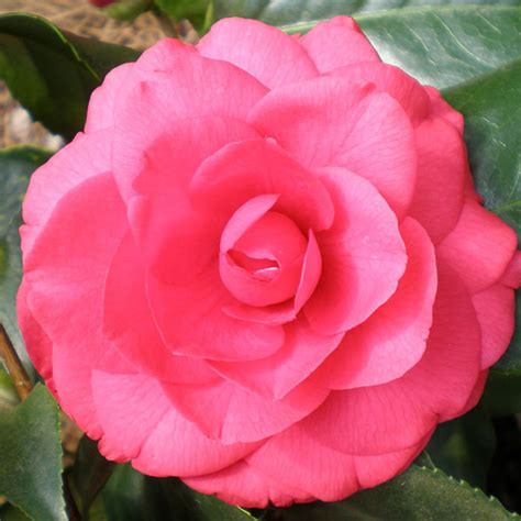 Camellia Japonica Rose Dawn Verdego