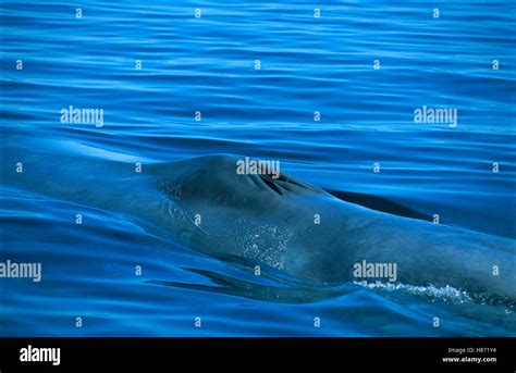 La Ballena Azul Balaenoptera Musculus Adulto Respirando En Superficie Mostrando Blowhole Al