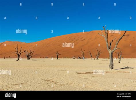 Deadvlei A White Clay Pan Surrounded By The Highest Sand Dunes In The World And Camel Thorn