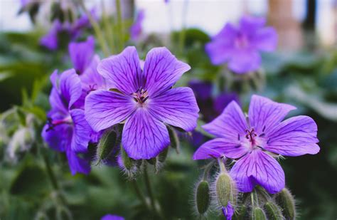 Purple Flowers Are Blooming In The Garden