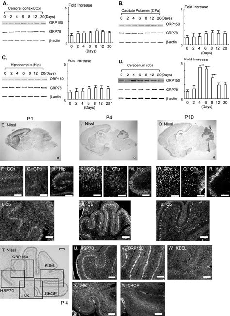 Expression of ORP150 in brain during postnatal development. A–D ...