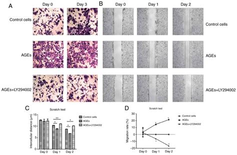 Advanced Glycation End Products Induce Proliferation Invasion And