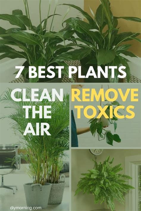 7 Best Indoor Plants That Clean The Air And Remove Toxins Nasa Study