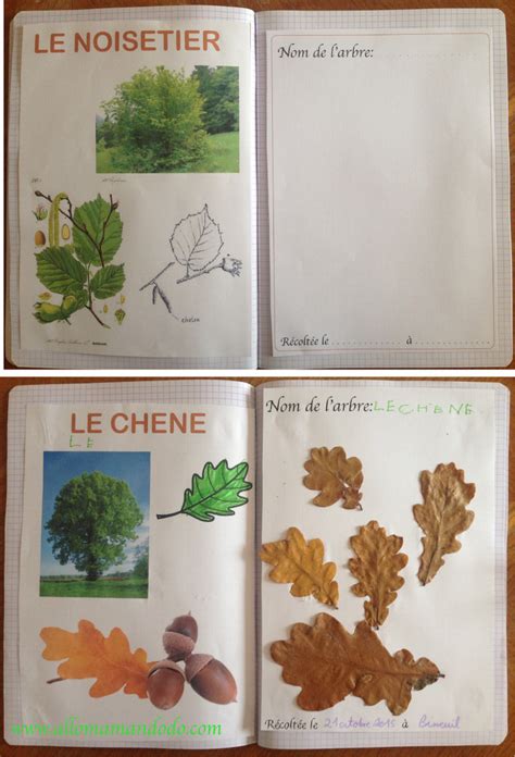 DIY Vive la forêt fabrique ton herbier Activité Carnet d automne