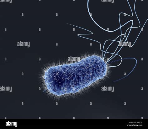 Escherichia Coli Microscope Banque De Photographies Et Dimages Haute