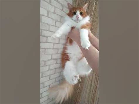 КОТ-ЙОГ на растяжке! 😸 #cats #funny #viral #shortsviral #котики - YouTube