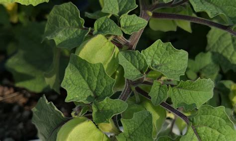 Growing Cape Gooseberries – Physalis peruviana – Cultivate the sky