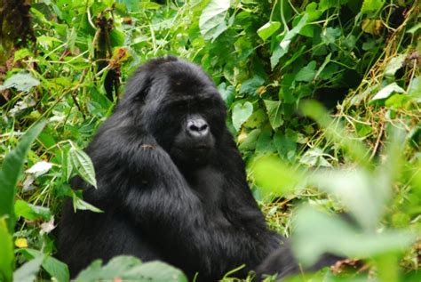 Gorilla Trekking In Bwindi With UWA Park Rangers