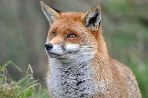 Russian geneticist breeds the first domesticated foxes and I want one