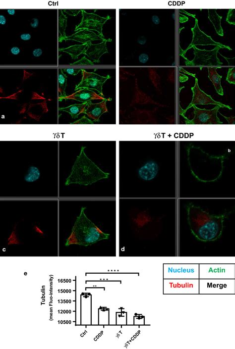 Confocal Microscopy Visualization Of Cytoskeleton Ad Cytoskeletal