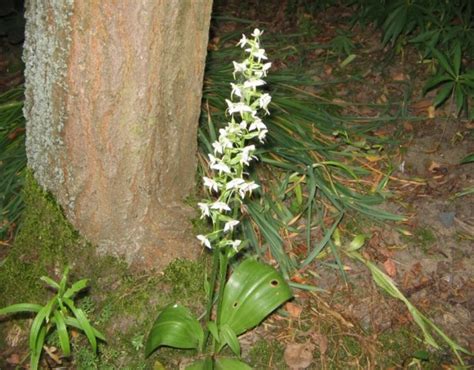 Любка двулистная (Platanthera bifolia)