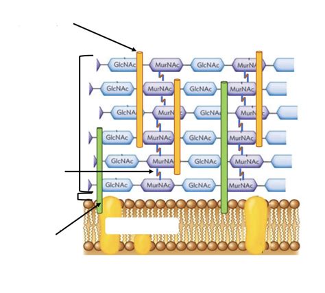 Gram Positive Cell Wall Diagram Quizlet