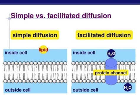 Diffusion Vs Facilitated Diffusion