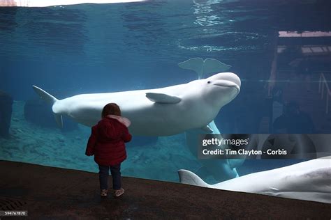 Three Beluga Whales Juno Kela And Naluark Are Viewed By A Young