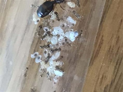 Pheidole Colony With 30 Workers And 2 Major Workers Ants Online