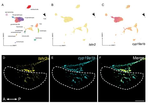 Tsh Regulation Of Gonadotrope Cells Is Mediated Via Folliculostellate