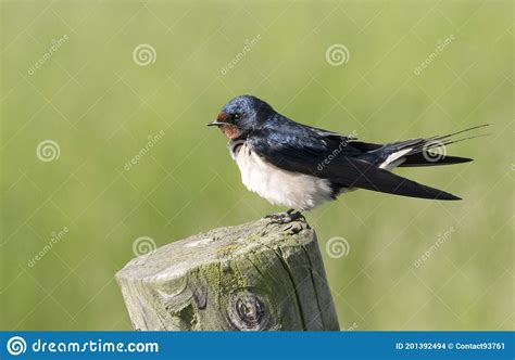 El Hirundo Rustica El Trago De Granero Foto De Archivo Imagen De