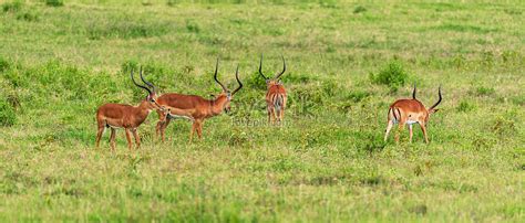 Antelope Group Picture And Hd Photos Free Download On Lovepik