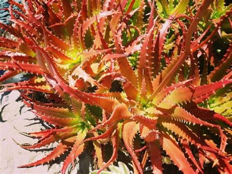 Aloe Dorotheae Sunset Aloe