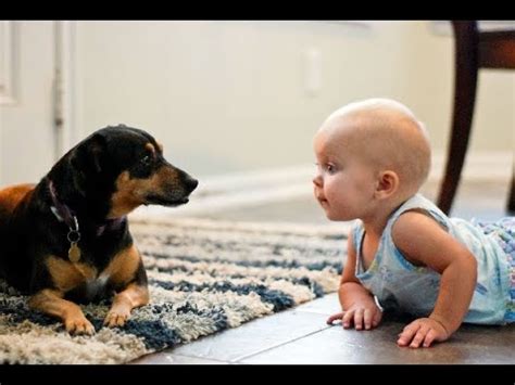 cute babies playing  dogs compilation  baby  pets youtube