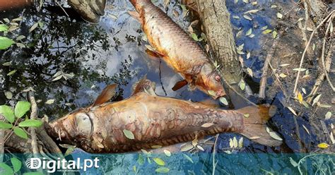 Quercus Denuncia Surgimento De Peixes Mortos No Rio Caia Junto A Arronches