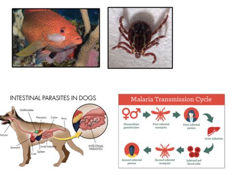 Lecture 24: Behavior-Altering Parasites Flashcards | Quizlet