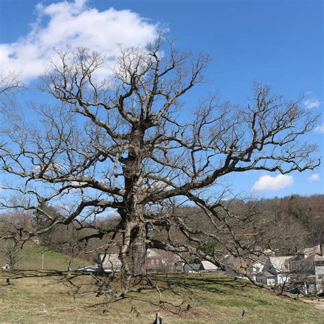 Quercus Alba 2 White Oak Scioto Gardens Nursery