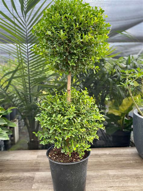Topiary Eugenia 2 Ball Tree Eureka Farms