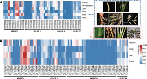 Figure 1 From Genome Wide Characterization And Expression Profiling Of