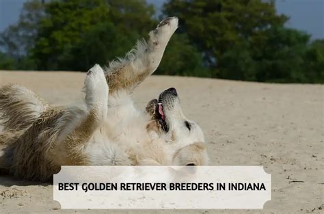 7 Best Sheltie Breeders In Ontario 2025
