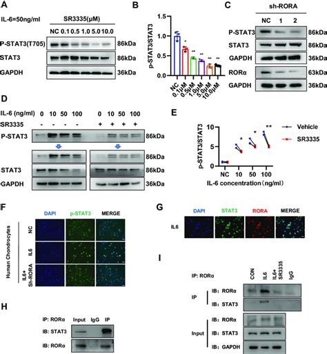 RORα regulates STAT3 phosphorylation via binding with STAT3 A B The