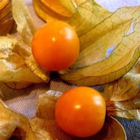 Semences Bio De Physalis Alkekenge Jaune