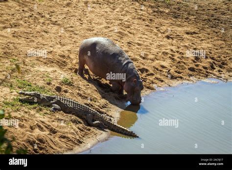 Crocodile and hippo crocodylus niloticus hi-res stock photography and
