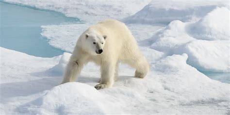 Polar bear sea ice habitat update at 15 November & problem bears in ...