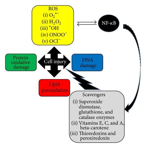 The Various Reactive Oxygen Species Ros Injure Cells By Three Main