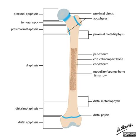 Radiopaedia - Drawing Anatomy of long bones (femur) - English labels