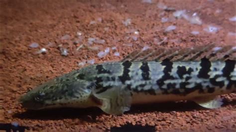 Polypterus Bichir Delhezilapenendlicherri And Polli Youtube