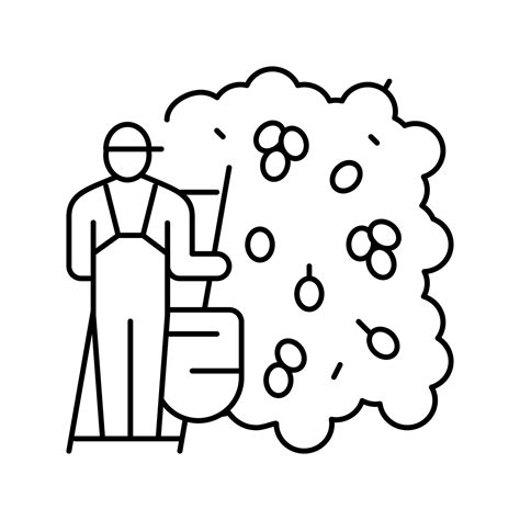 harvesting manual olive berries line icon vector illustration 19579225